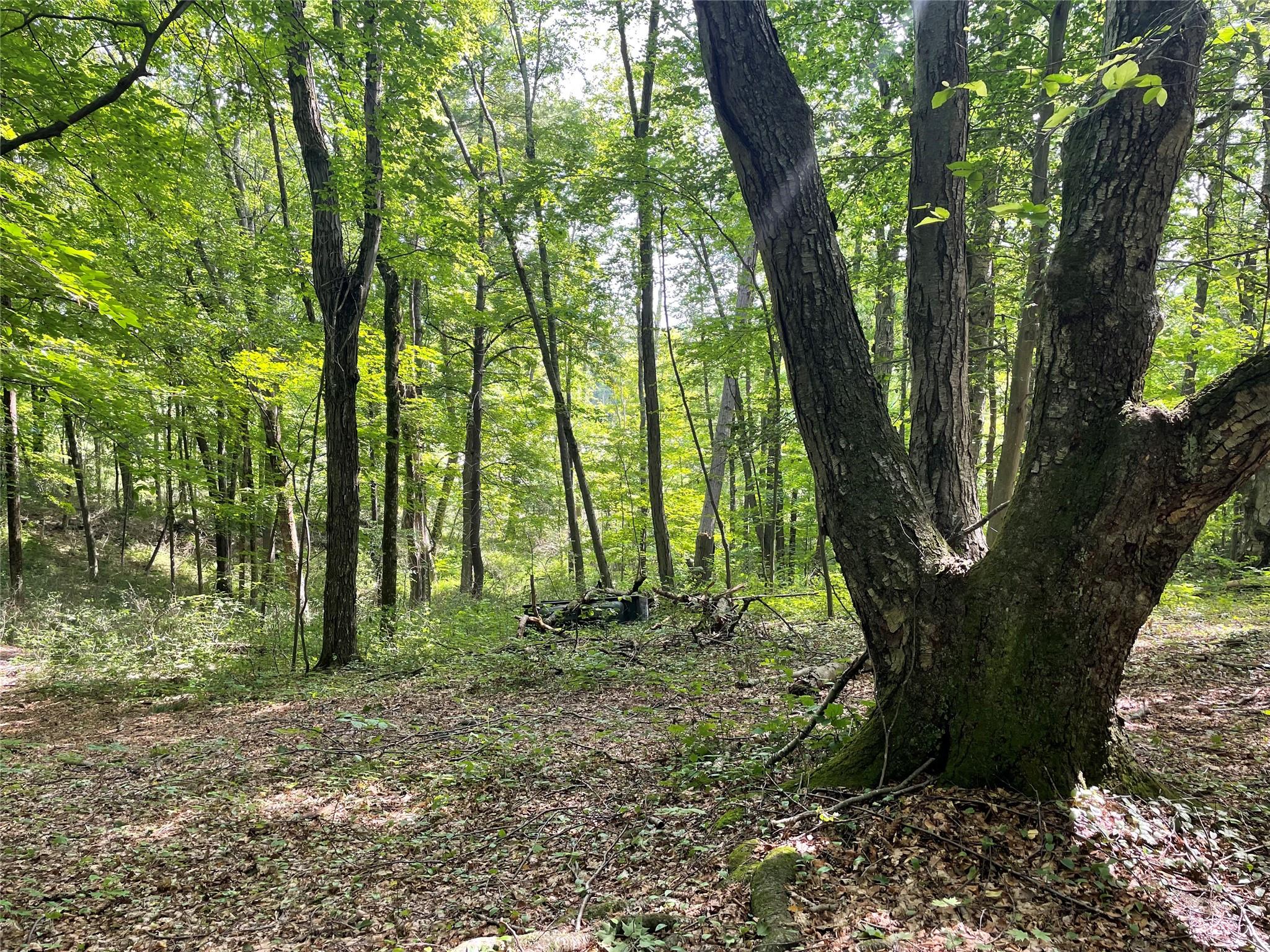 0 Fiddler's Bridge/schoolhouse Road Clinton Corners, NY 00000 - Photo 25 of 50 a view of outdoor space and trees