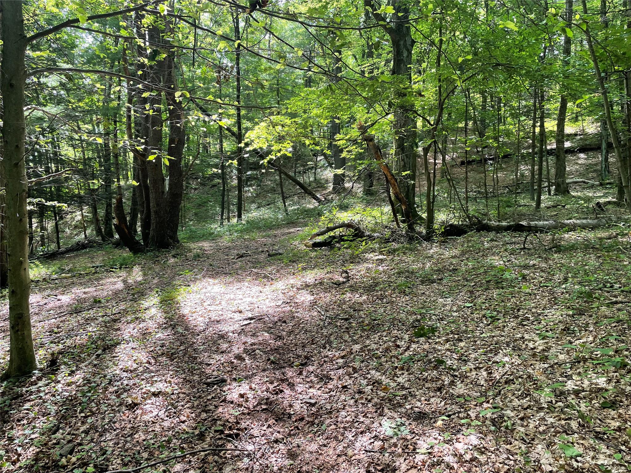0 Fiddler's Bridge/schoolhouse Road Clinton Corners, NY 00000 - Photo 26 of 50 a view of a forest with trees in the background