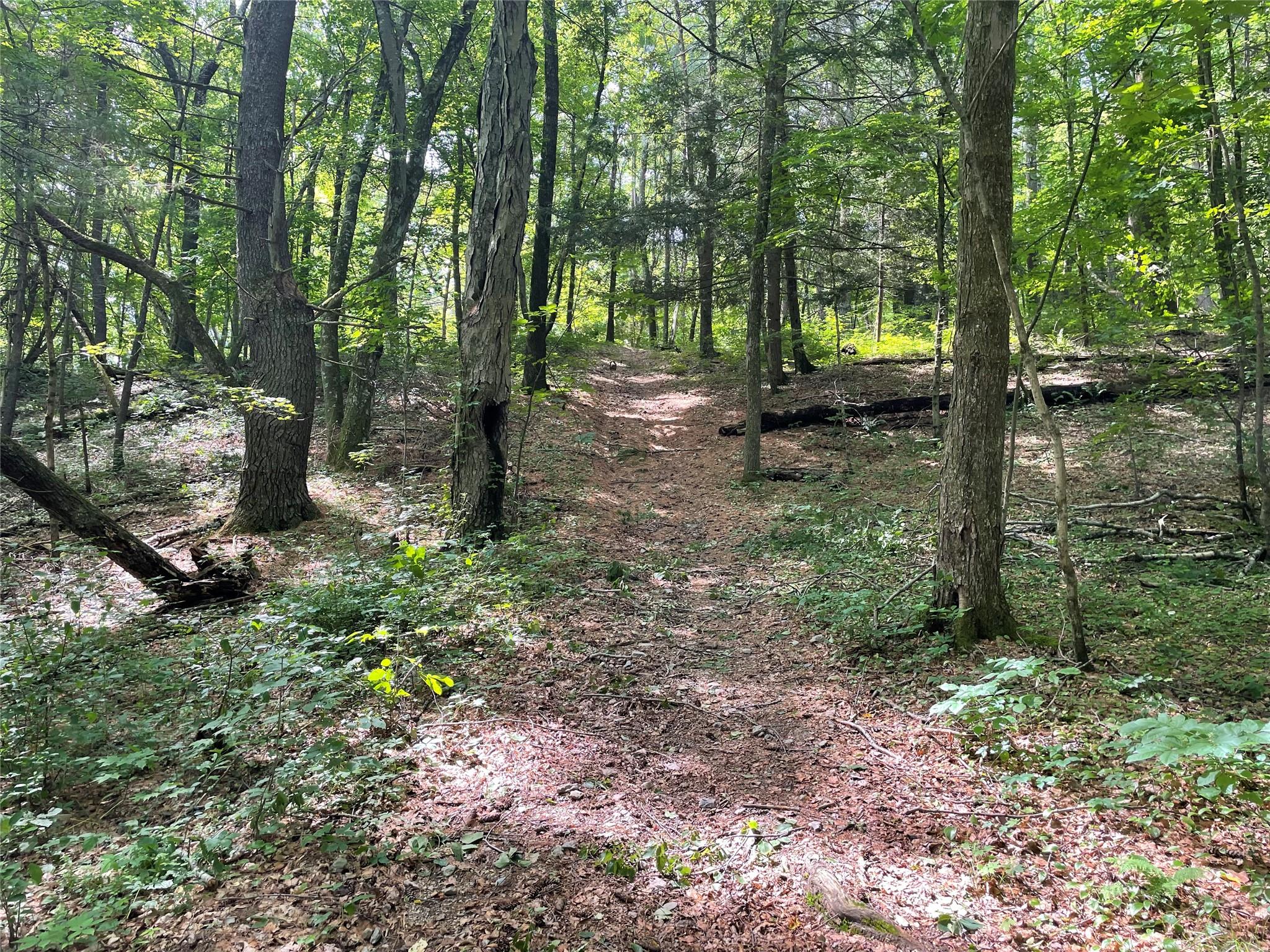 0 Fiddler's Bridge/schoolhouse Road Clinton Corners, NY 00000 - Photo 27 of 50 a view of a forest with large trees