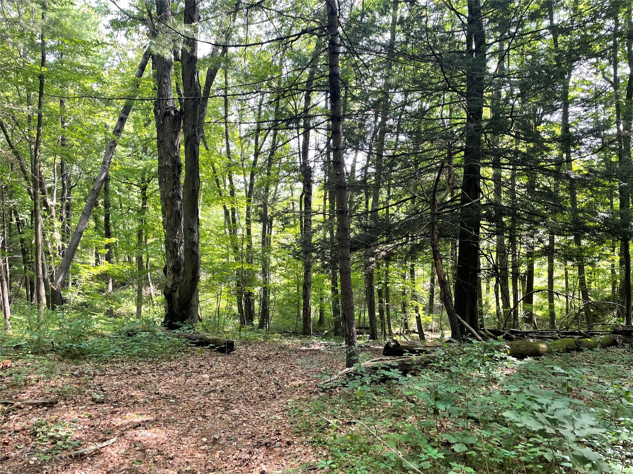 0 Fiddler's Bridge/schoolhouse Road Clinton Corners, NY 00000 - Photo 28 of 50 a view of outdoor space and trees
