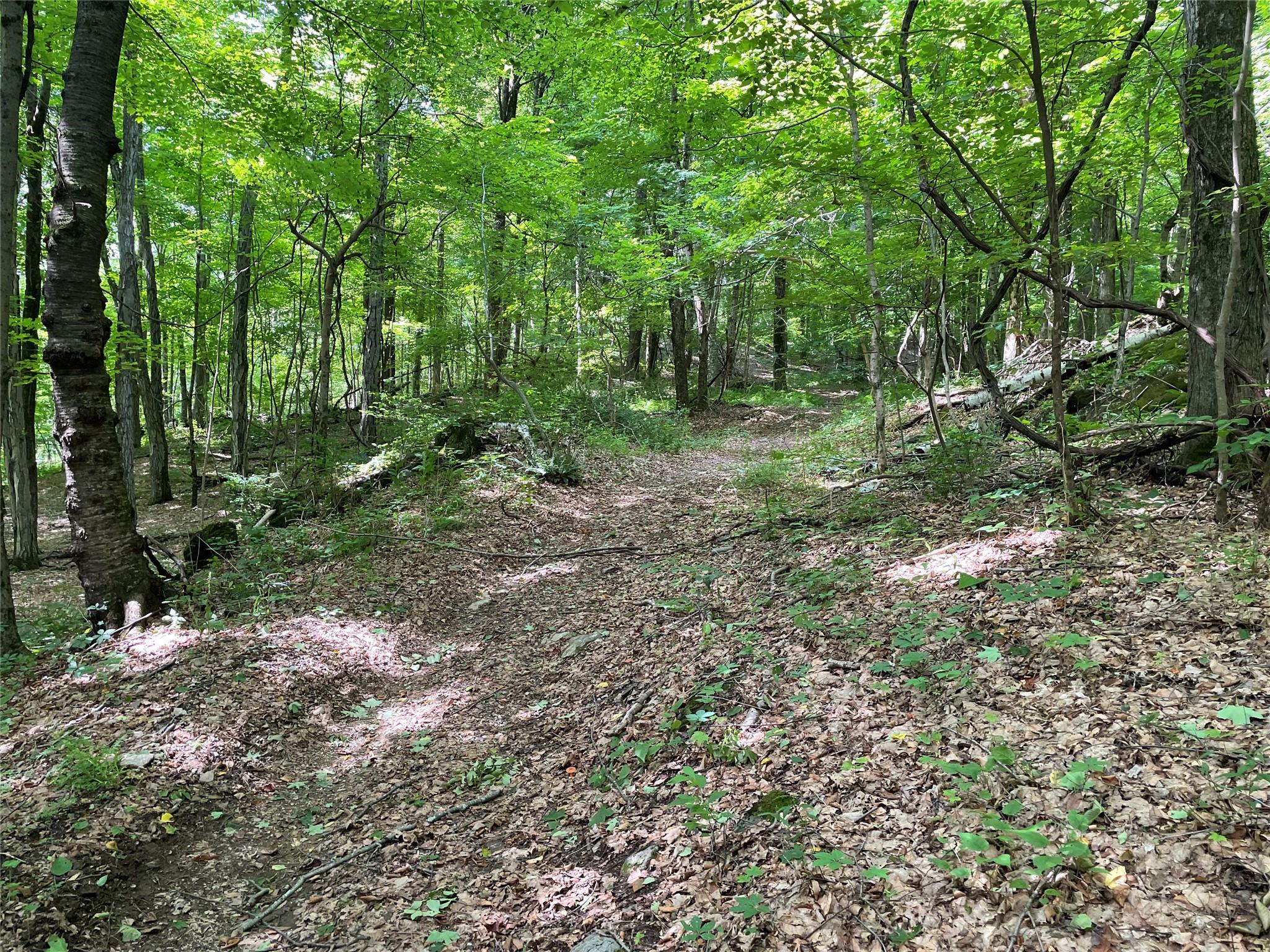 0 Fiddler's Bridge/schoolhouse Road Clinton Corners, NY 00000 - Photo 31 of 50 a view of a forest with trees in the background