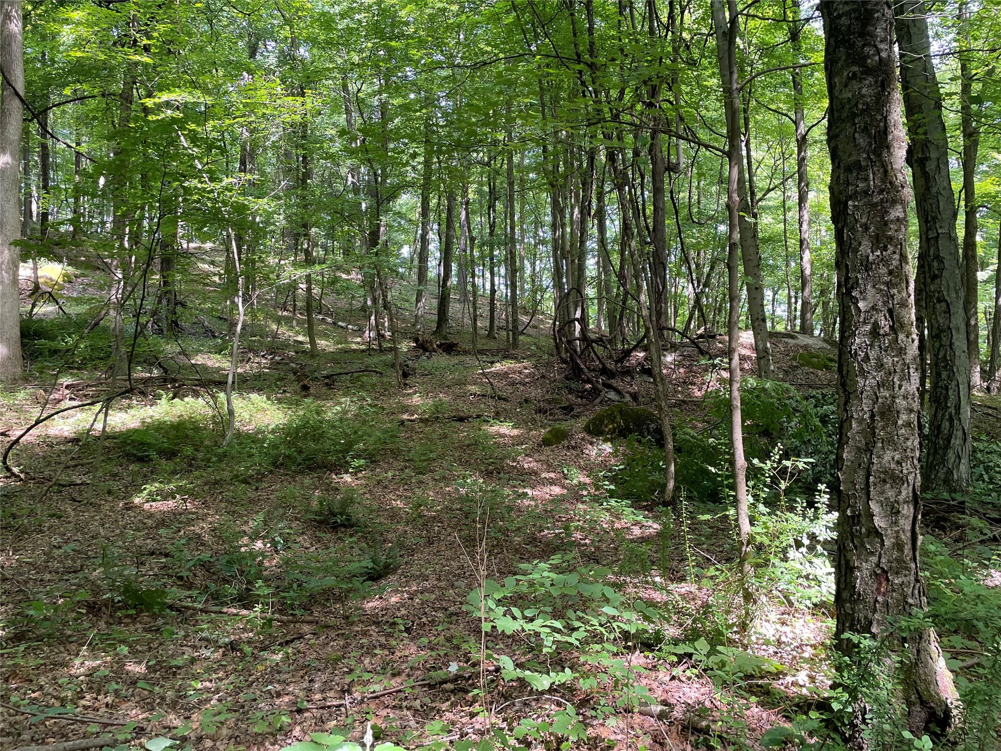 0 Fiddler's Bridge/schoolhouse Road Clinton Corners, NY 00000 - Photo 33 of 50 a view of forest