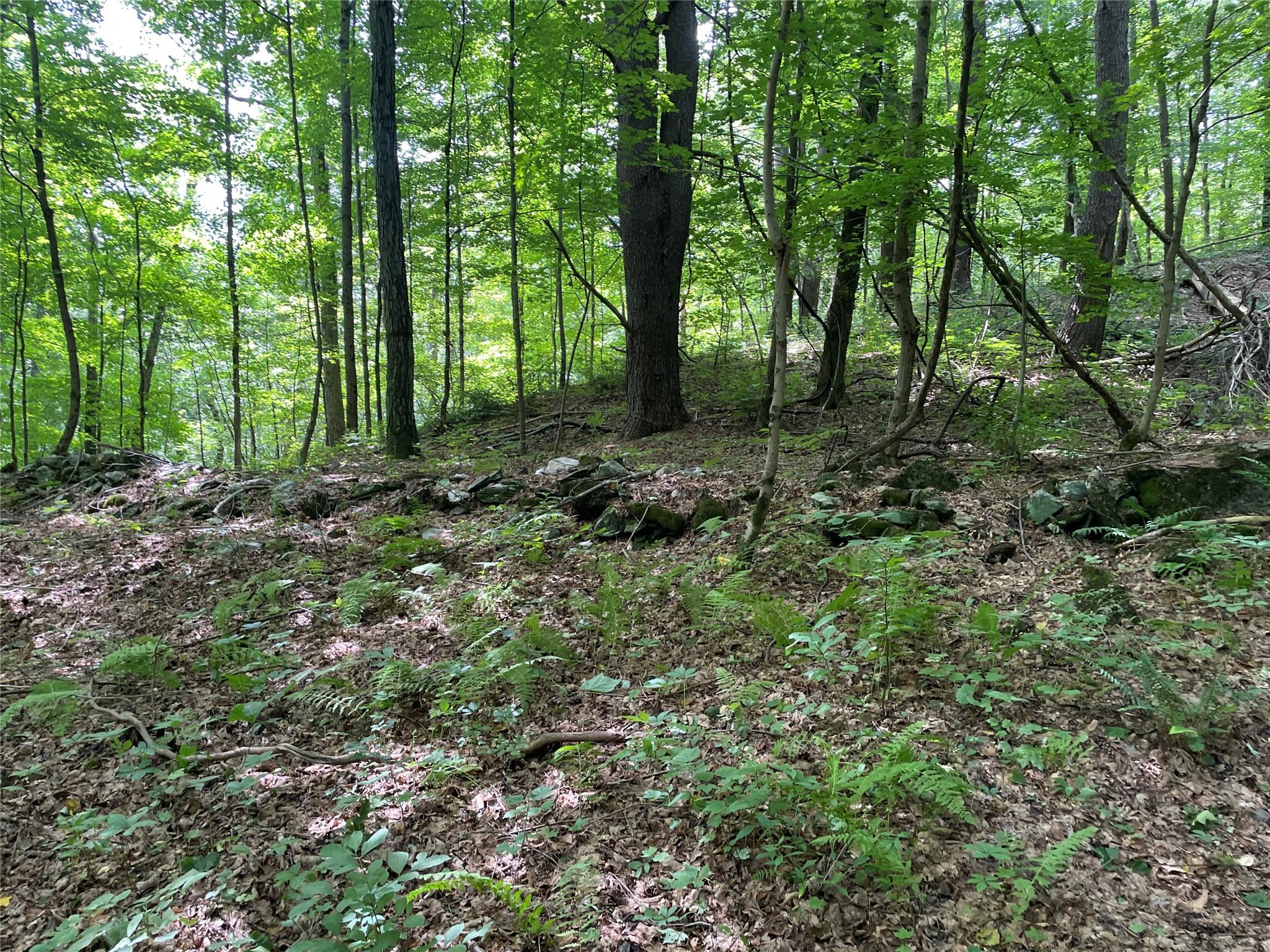 0 Fiddler's Bridge/schoolhouse Road Clinton Corners, NY 00000 - Photo 34 of 50 a view of outdoor space and trees