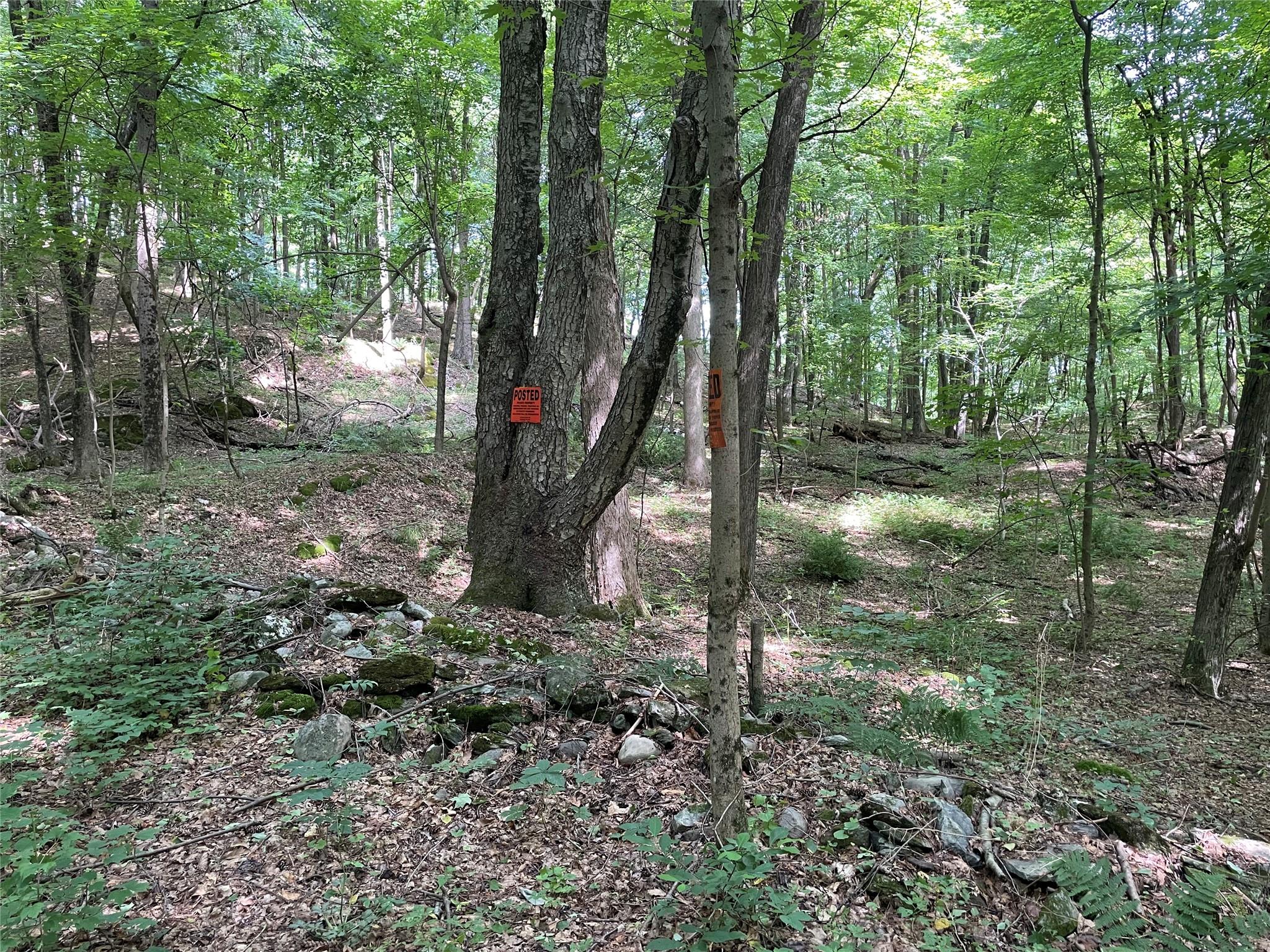 0 Fiddler's Bridge/schoolhouse Road Clinton Corners, NY 00000 - Photo 37 of 50 a view of a trees in a yard