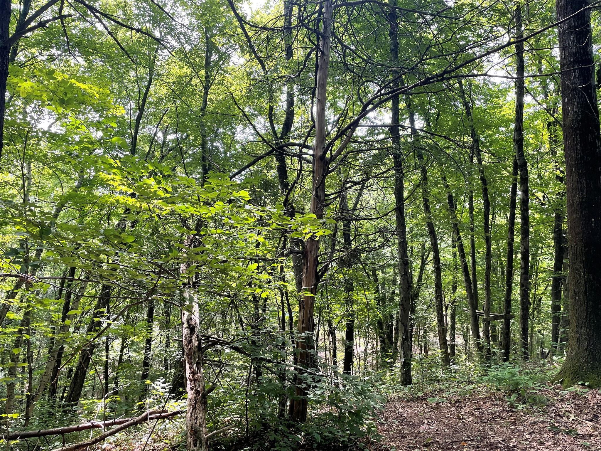 0 Fiddler's Bridge/schoolhouse Road Clinton Corners, NY 00000 - Photo 38 of 50 a view of outdoor space and trees