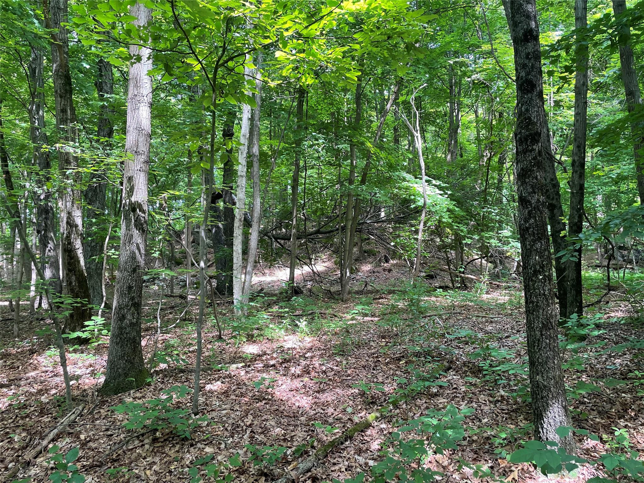0 Fiddler's Bridge/schoolhouse Road Clinton Corners, NY 00000 - Photo 40 of 50 a view of a forest
