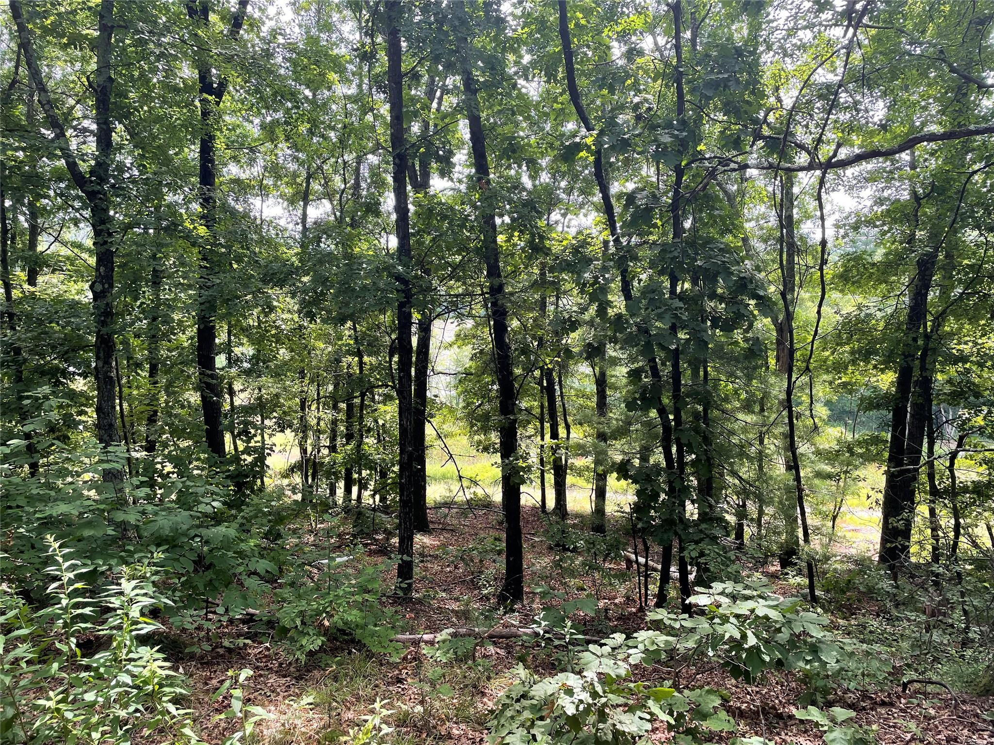 0 Fiddler's Bridge/schoolhouse Road Clinton Corners, NY 00000 - Photo 41 of 50 a view of forest