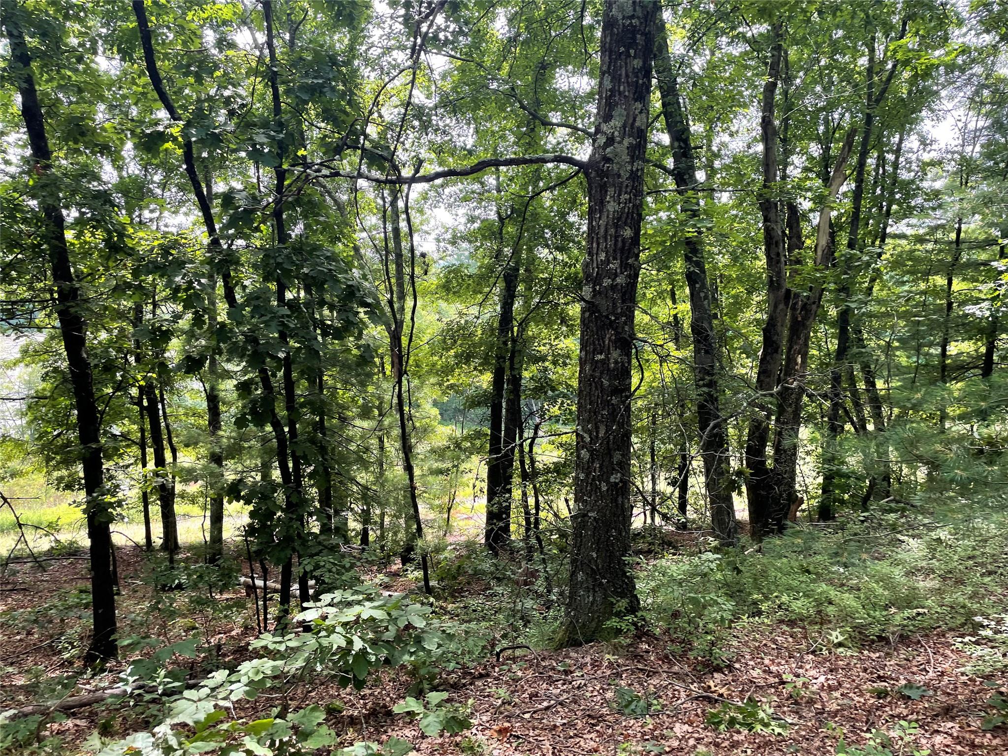 0 Fiddler's Bridge/schoolhouse Road Clinton Corners, NY 00000 - Photo 42 of 50 a view of forest