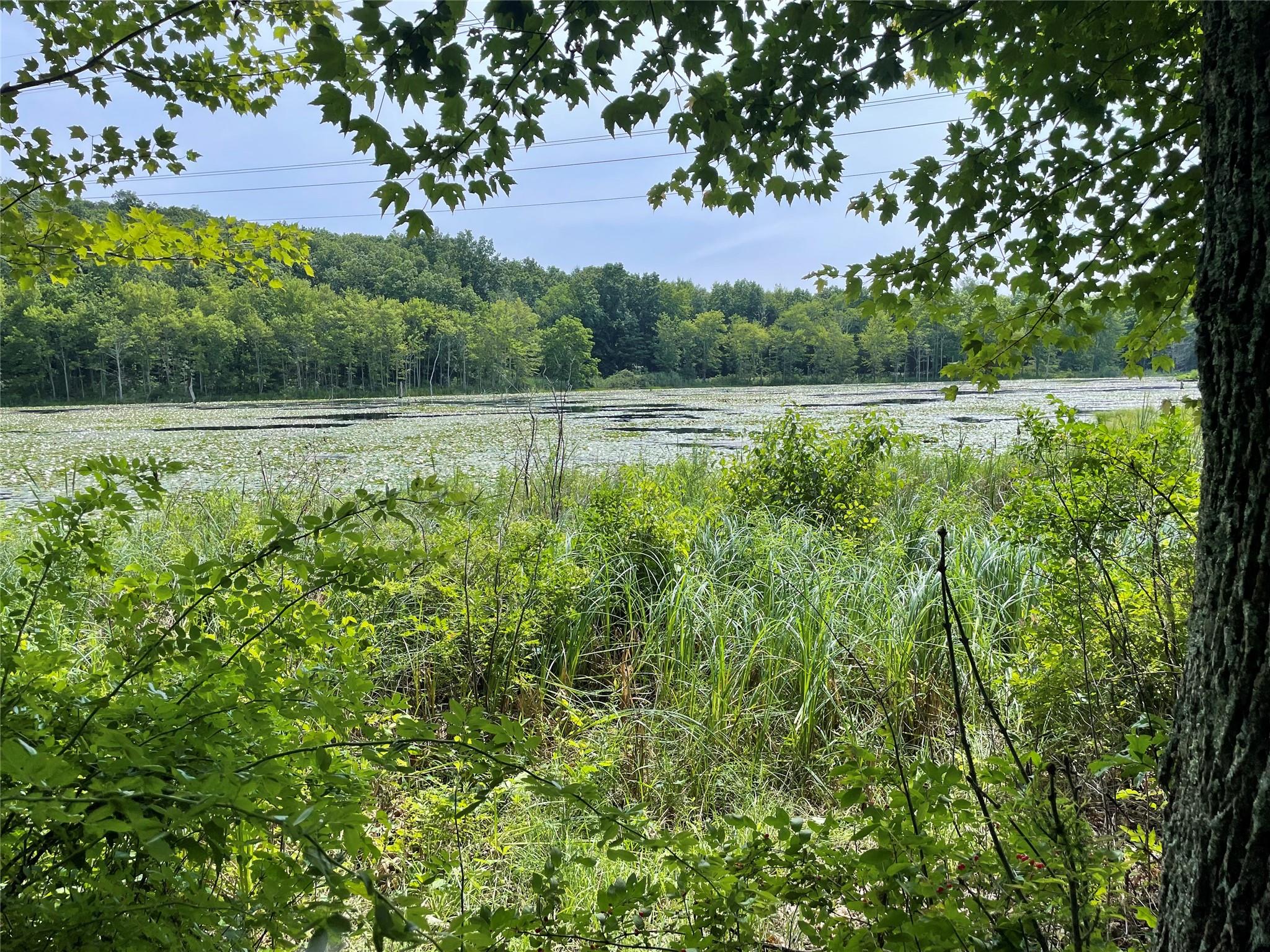 0 Fiddler's Bridge/schoolhouse Road Clinton Corners, NY 00000 - Photo 43 of 50 a view of a green yard
