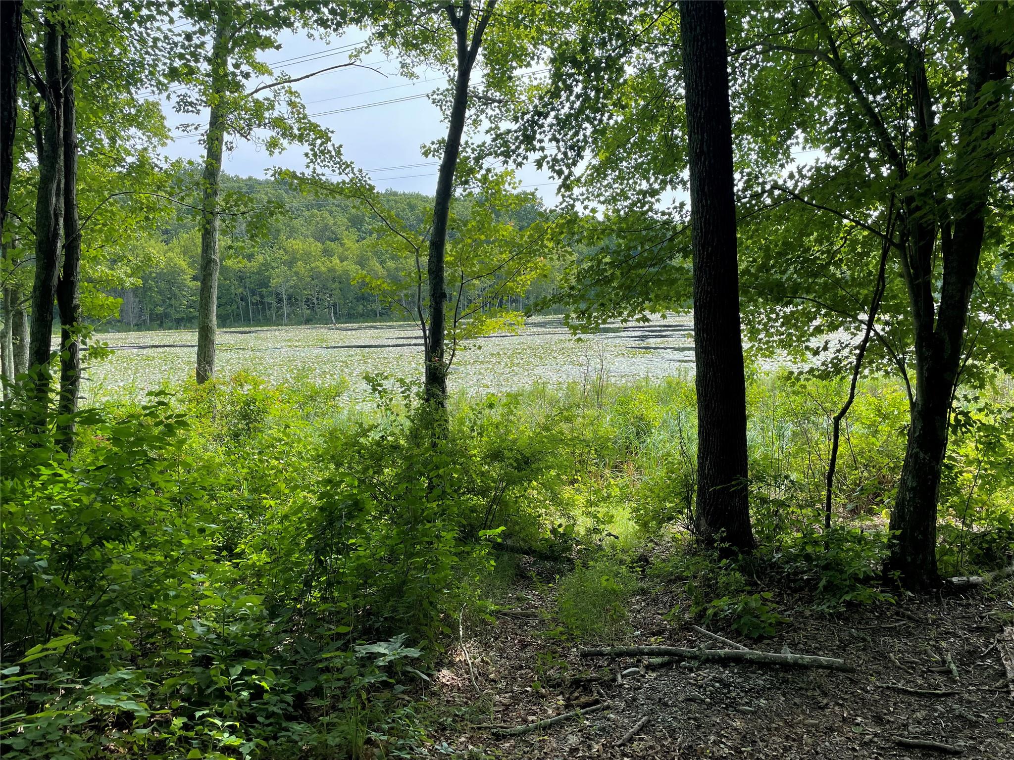 0 Fiddler's Bridge/schoolhouse Road Clinton Corners, NY 00000 - Photo 45 of 50 a view of backyard with large trees and plants