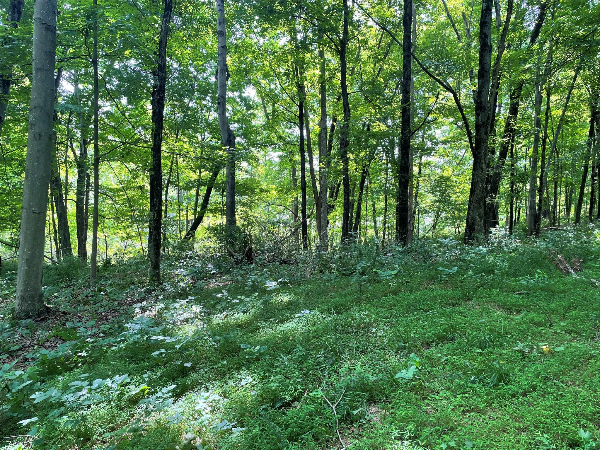 0 Fiddler's Bridge/schoolhouse Road Clinton Corners, NY 00000 - Photo 6 of 50 a big yard with lots of green space and trees
