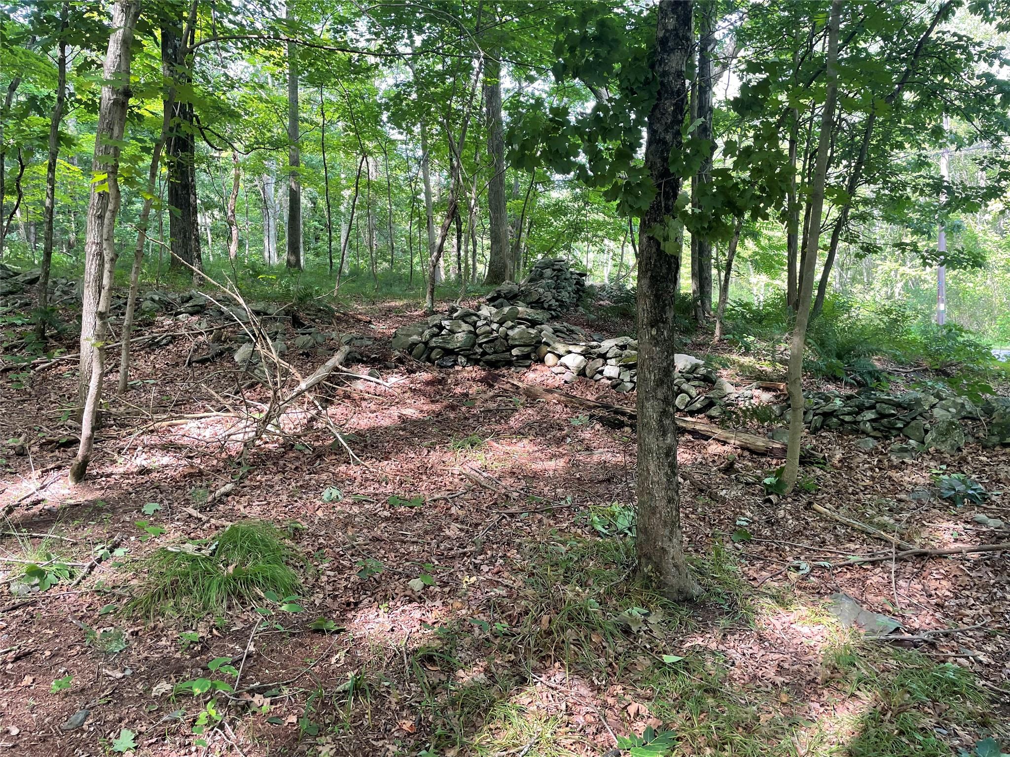 0 Fiddler's Bridge/schoolhouse Road Clinton Corners, NY 00000 - Photo 7 of 50 a view of a forest with trees