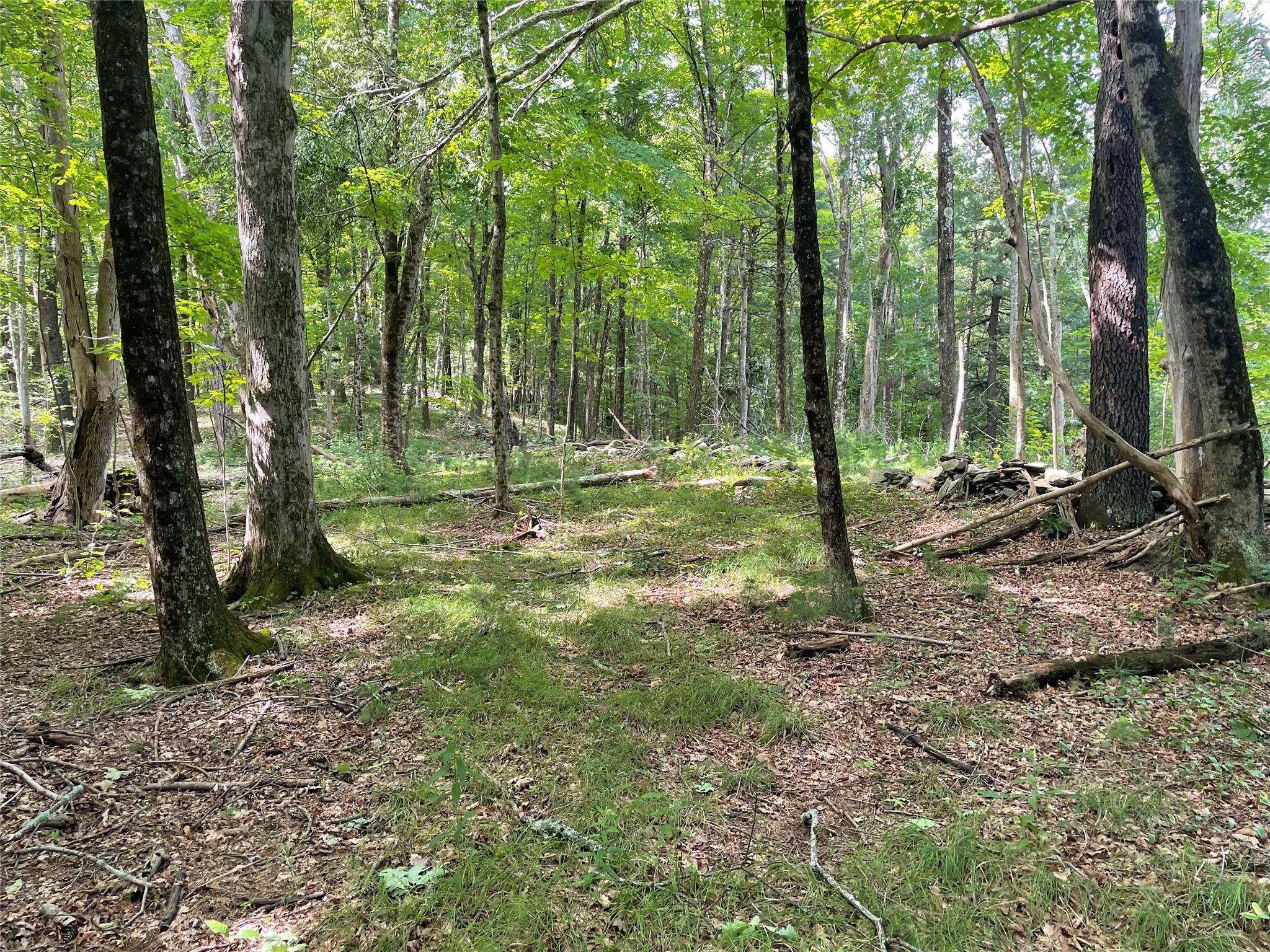 0 Fiddler's Bridge/schoolhouse Road Clinton Corners, NY 00000 - Photo 8 of 50 a view of a tree in a yard