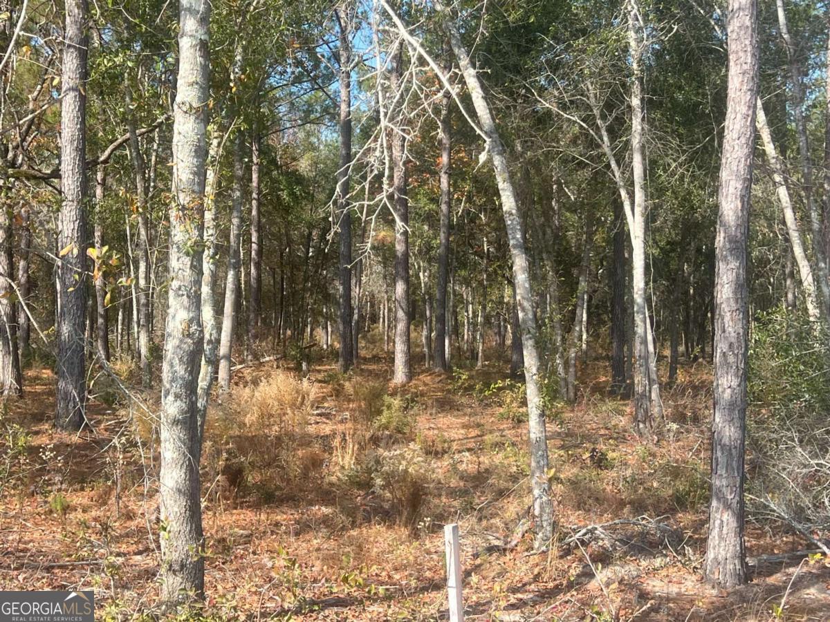 9.59-ac Jarriel's Bridge Spur Road Collins, GA 30421 - Photo 2 of 15 a view of outdoor space with lots of trees
