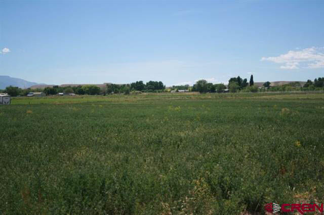 a view of field with grass and trees