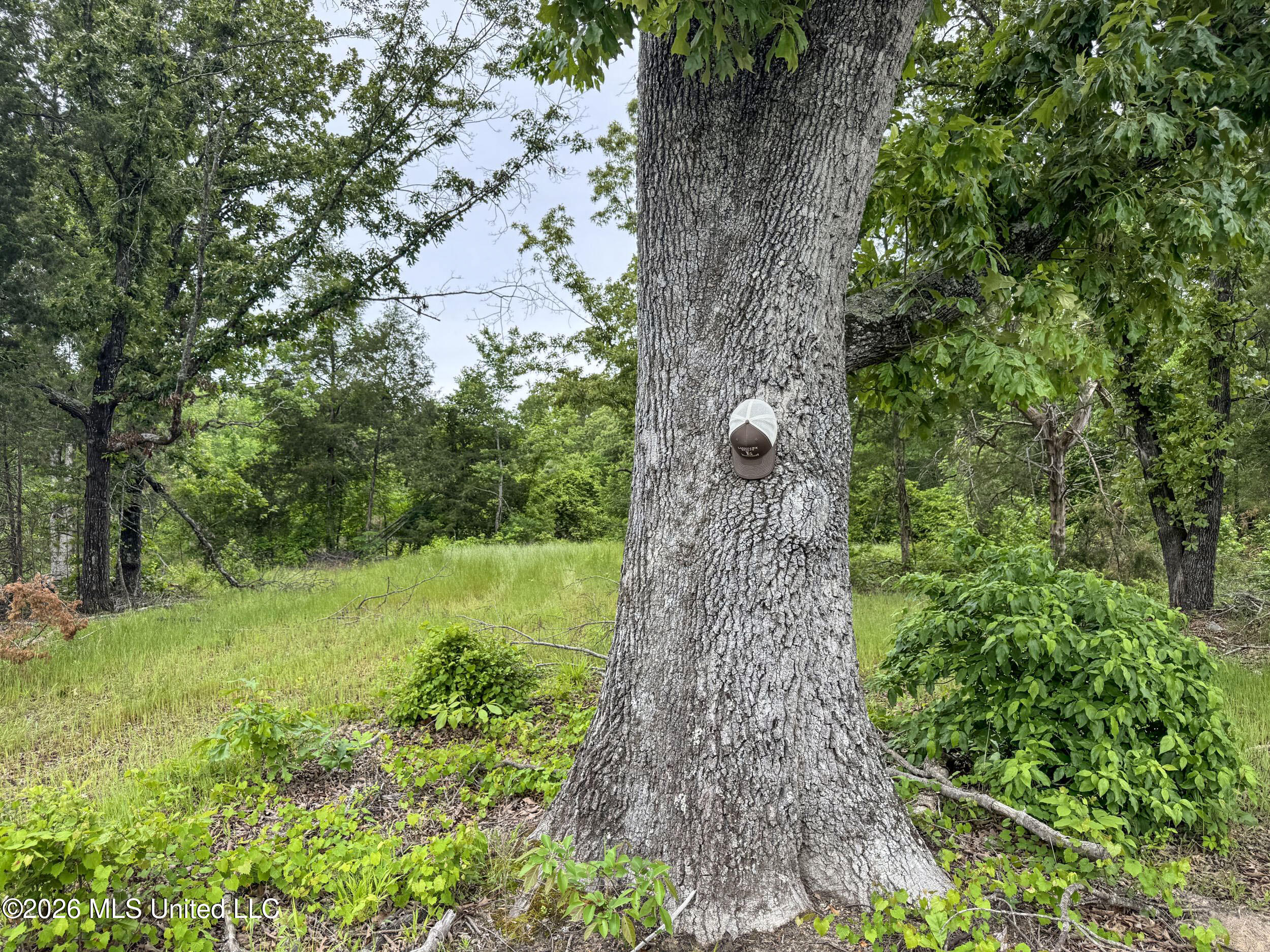 Wayne Massie Road Como, MS 38619 - Photo 106 of 184 5cdtbs38