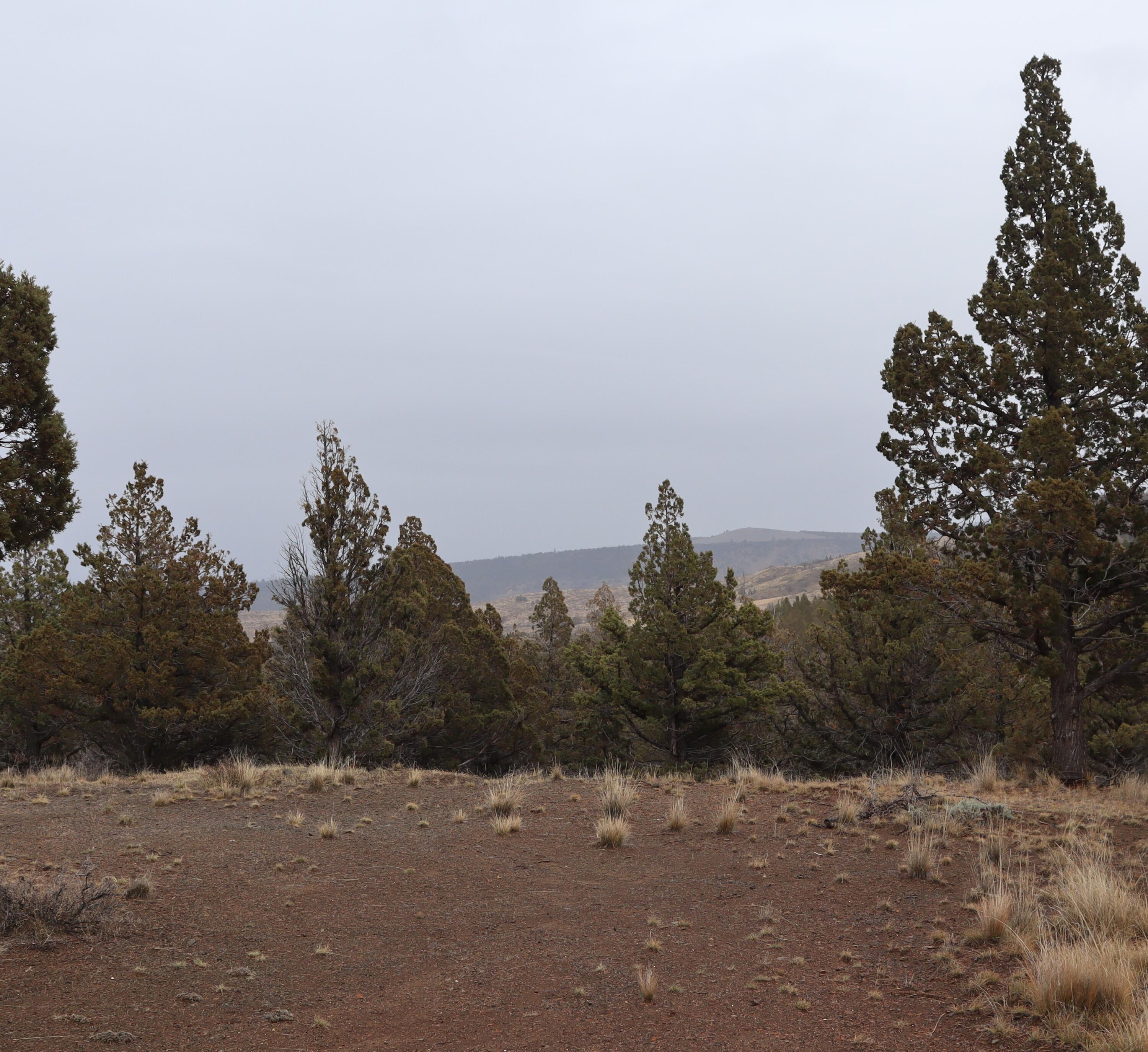 20102 Osprey Road, Unit 800 Prineville, OR 97754 - Photo 10 of 20 IMG_1524