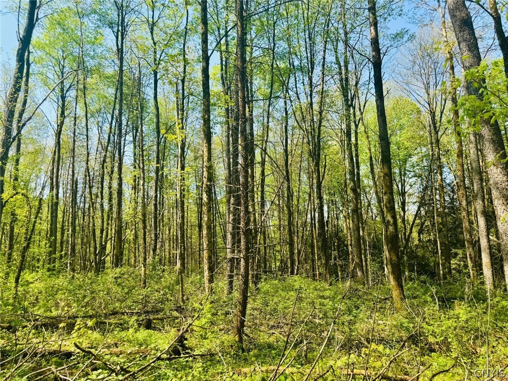 Dog Hollow Road Truxton, NY 13158 - Photo 5 of 9