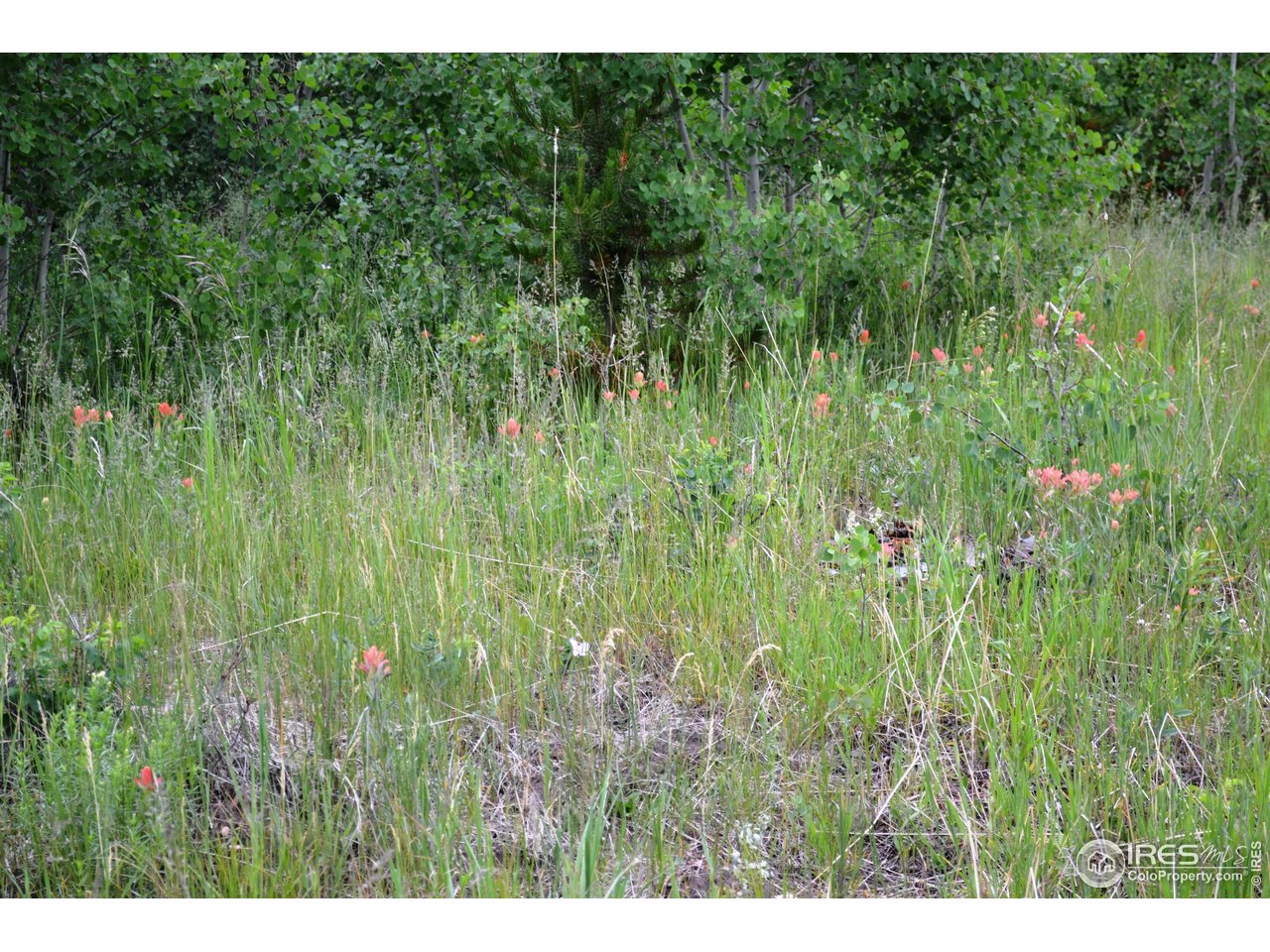 1256 Basking Dog Road Bellvue, CO 80512 - Photo 11 of 29 Gallery Image 11