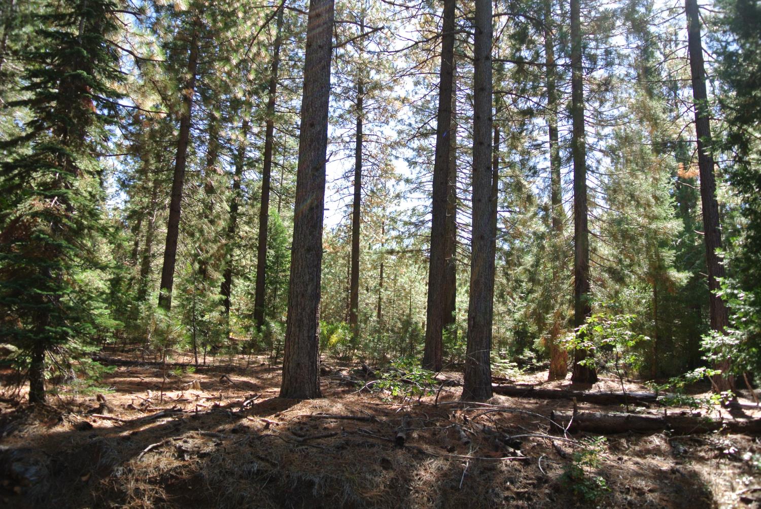 Property on the right side of Foresthill Rd. Level area with beautiful tall trees