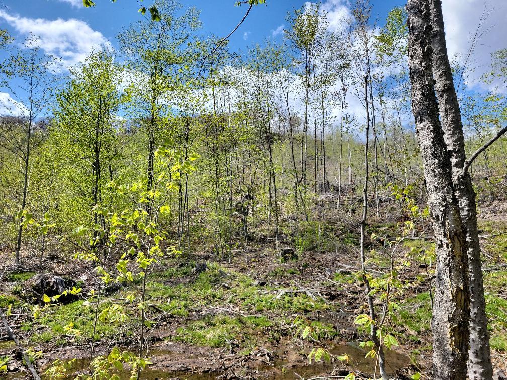 Lot 11 Swift River Road Byron, ME 04275 - Photo 12 of 72 photo_3f42fb59-b511-4e5b-a6ce-c2e8ca9a6c