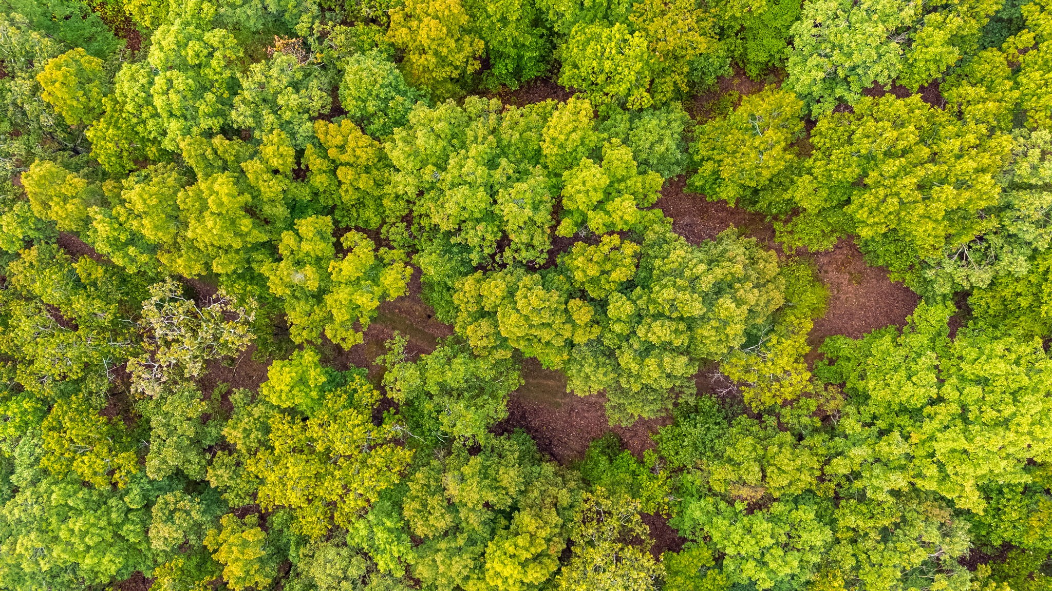 0 Baptist Branch Road East Mount Pleasant, TN 38474 - Photo 21 of 38