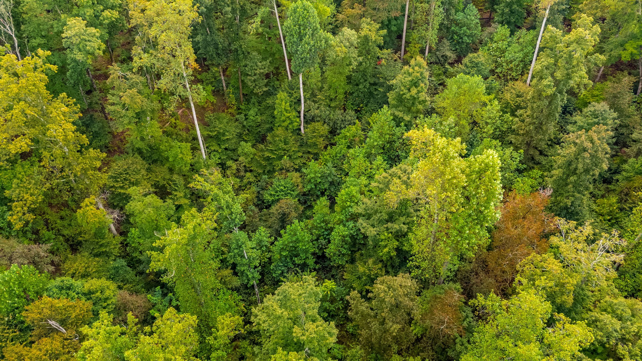 0 Baptist Branch Road East Mount Pleasant, TN 38474 - Photo 26 of 38