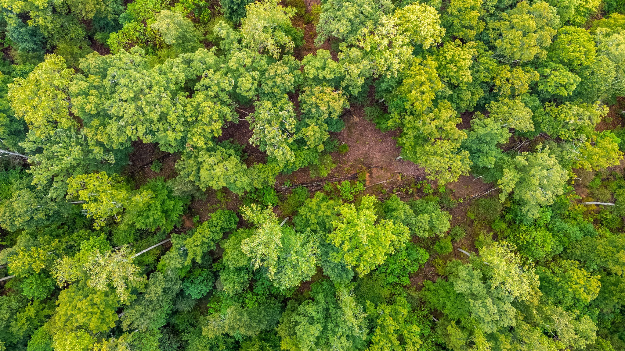 0 Baptist Branch Road East Mount Pleasant, TN 38474 - Photo 31 of 38