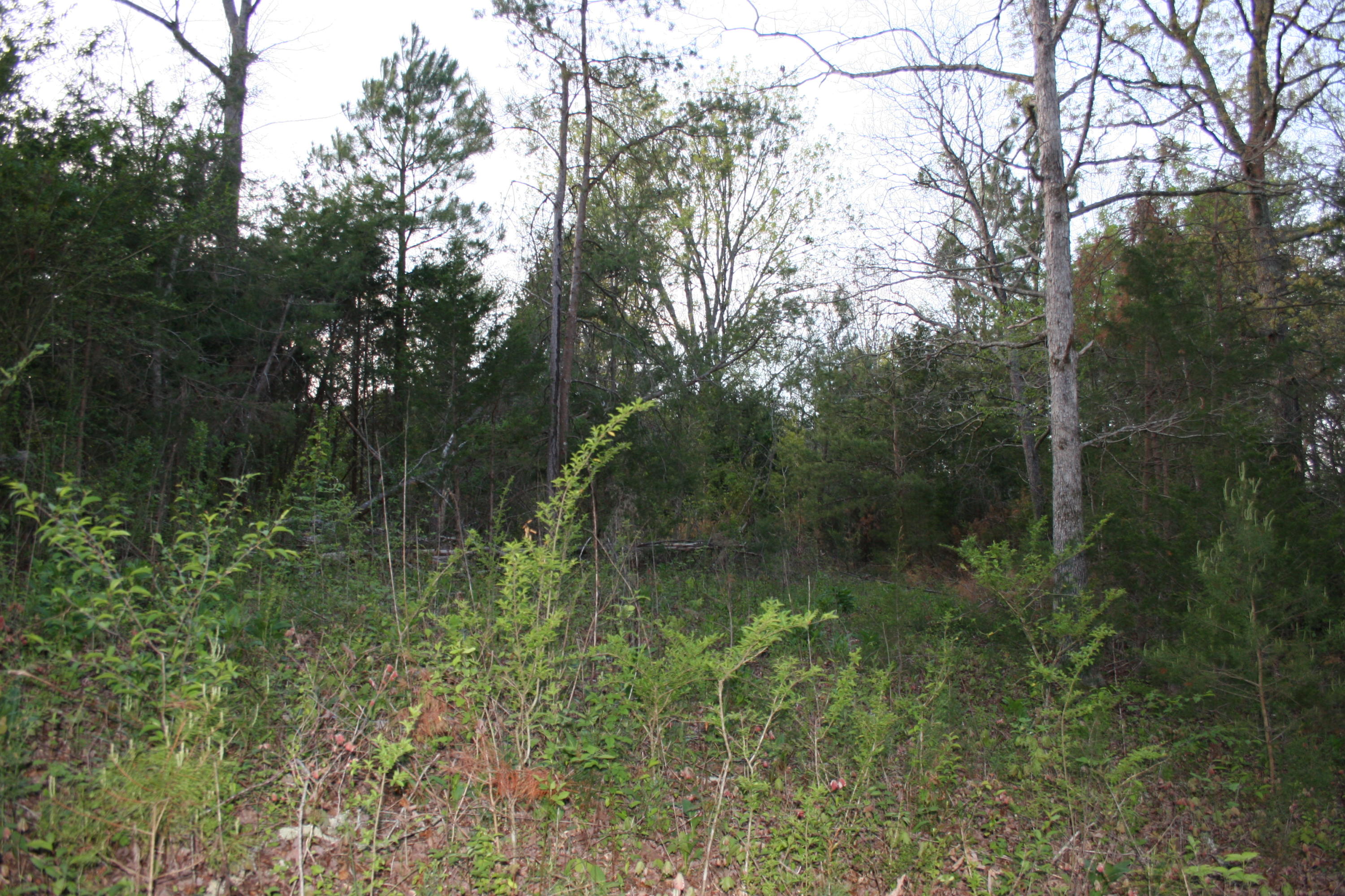 Gamble Road Madisonville, TN 37354 - Photo 1 of 13 IMG_3822