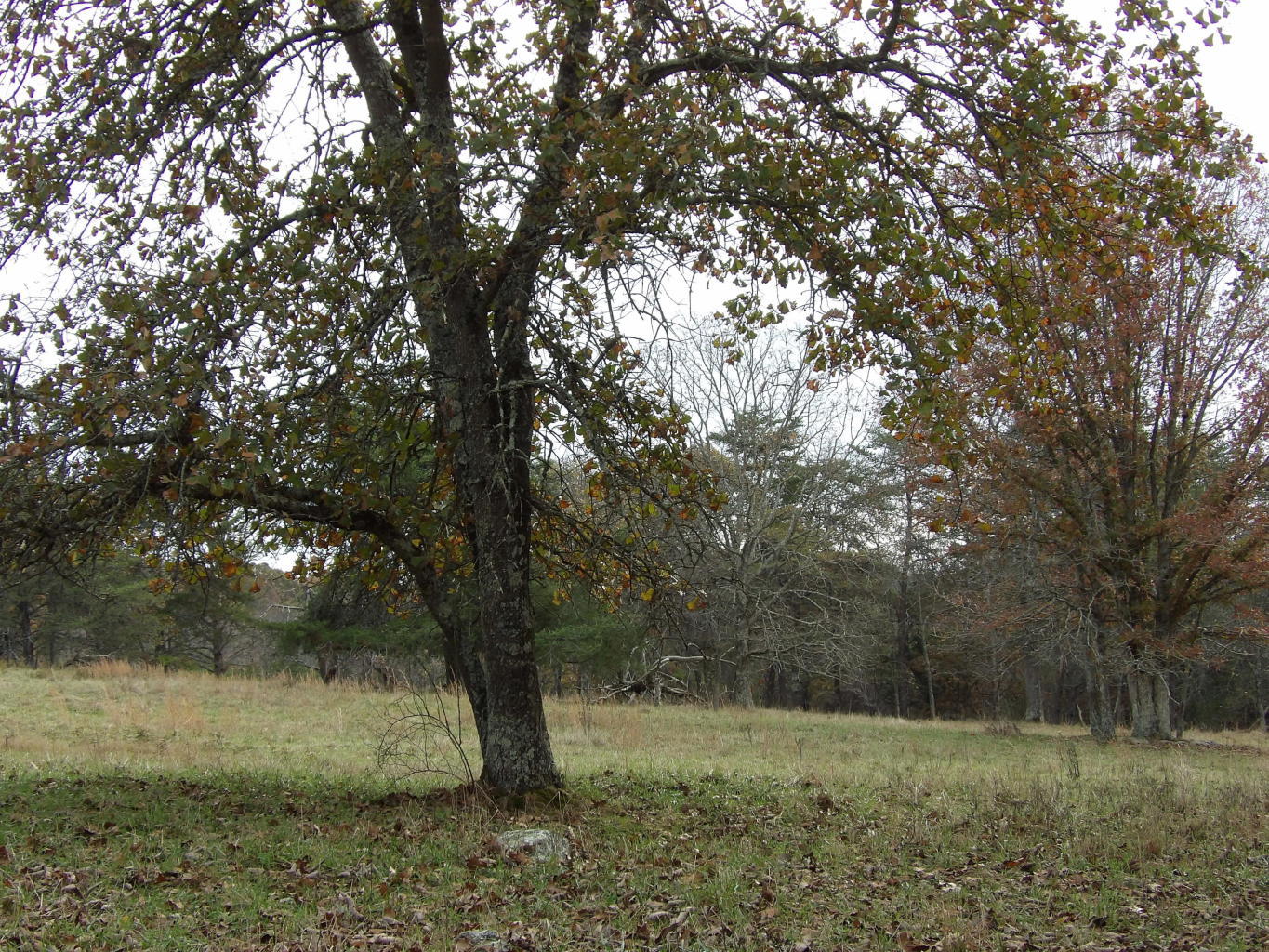 Porchrock Road Pikeville, TN 37367 - Photo 14 of 40 20191104182353164549000000-o