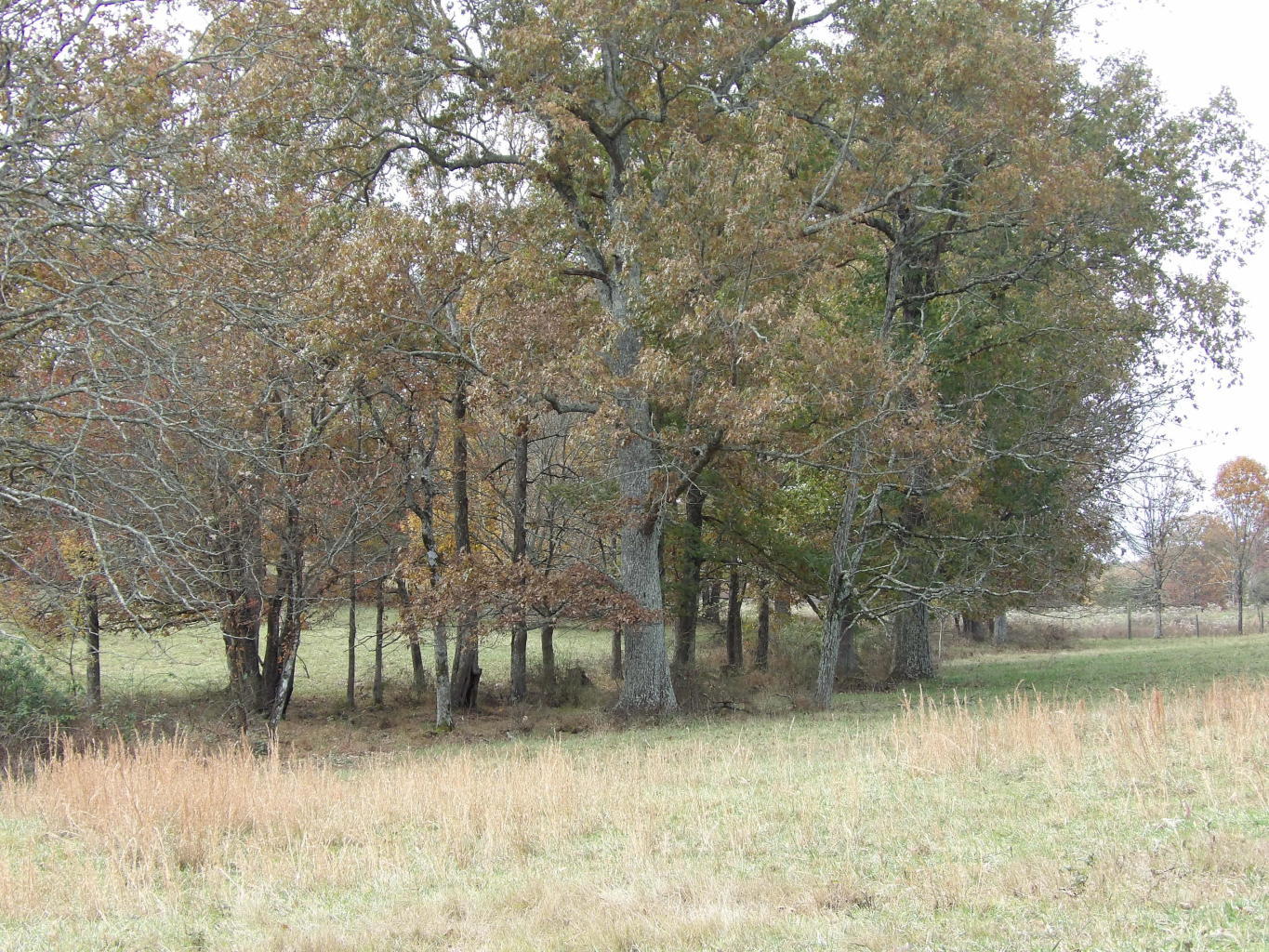 Porchrock Road Pikeville, TN 37367 - Photo 32 of 40 20191104182529570131000000-o