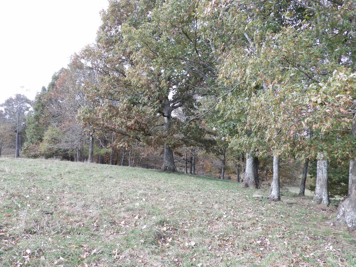Porchrock Road Pikeville, TN 37367 - Photo 39 of 40 20191104182602124374000000-o