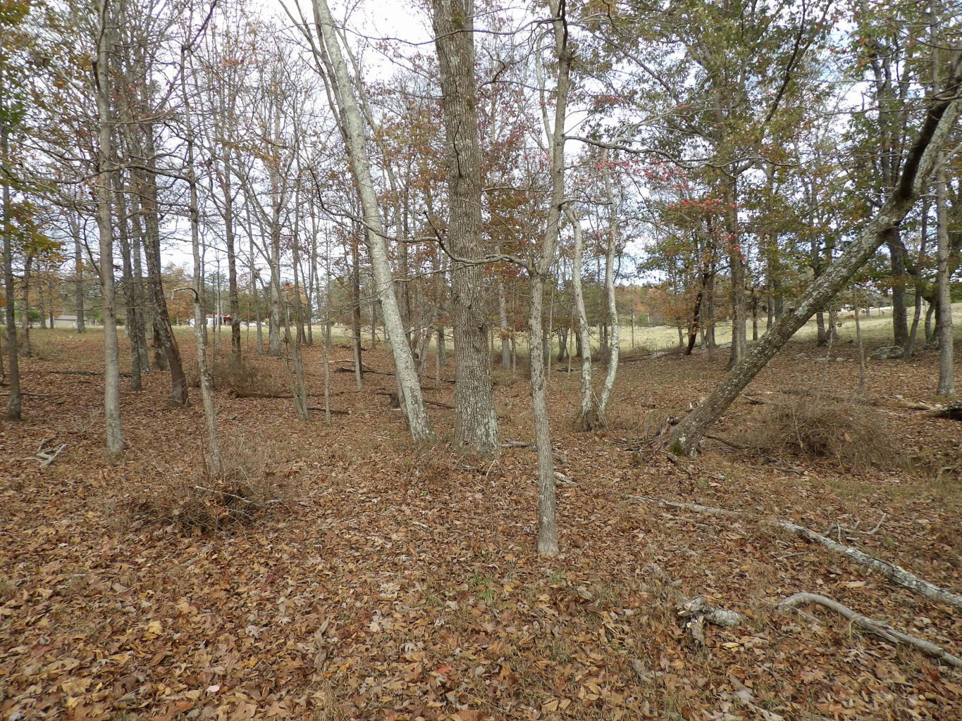 Porchrock Road Pikeville, TN 37367 - Photo 8 of 40 20191104182329531698000000-o