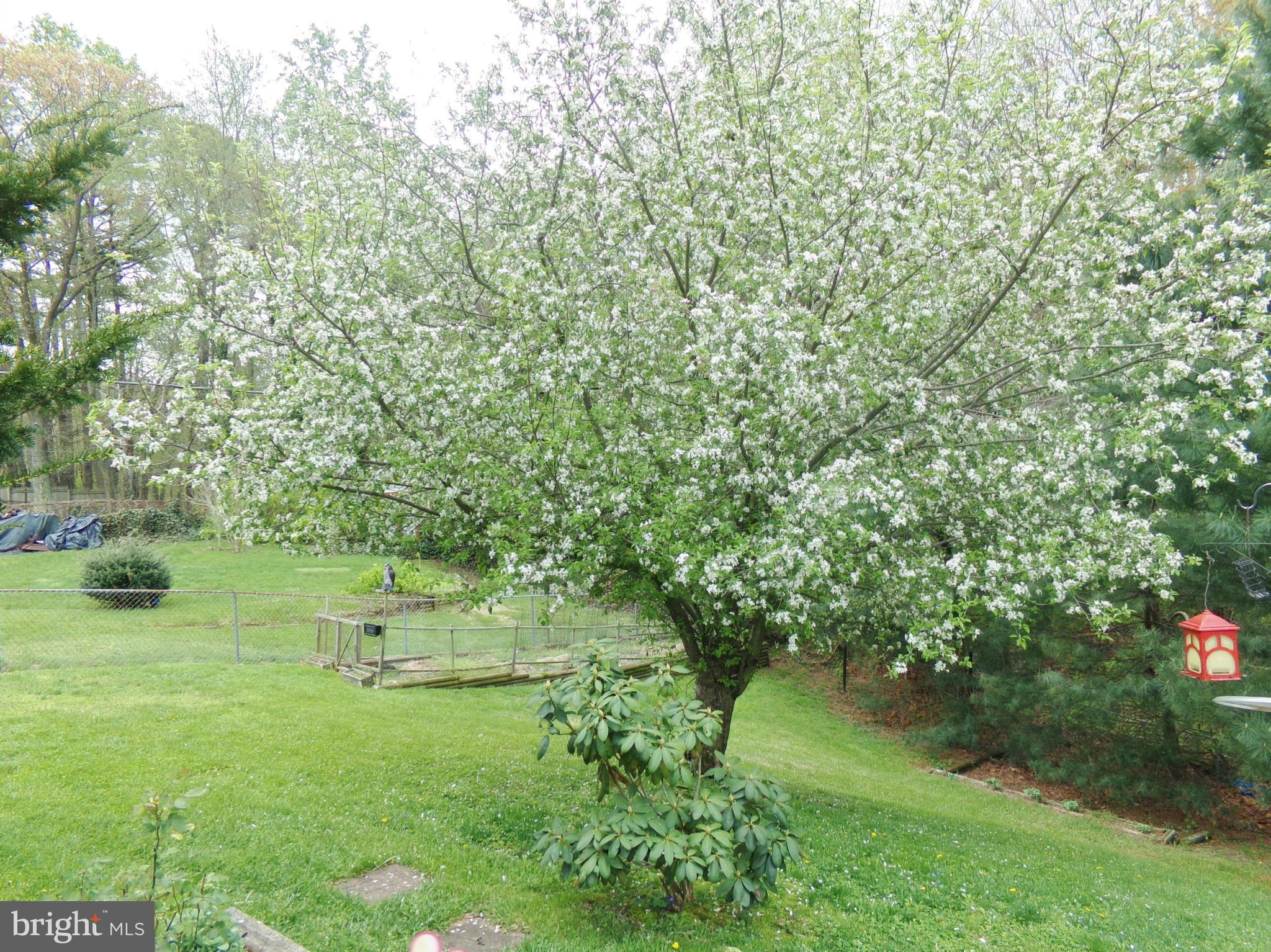 8113 Phirne Road East Glen Burnie, MD 21061 - Photo 18 of 27 a view of a garden