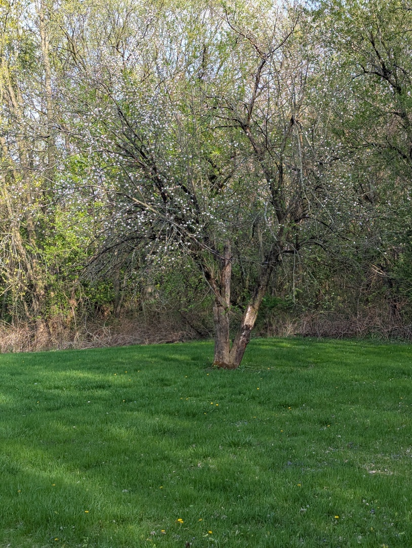 582 West Dresser Road DeKalb, IL 60115 - Photo 8 of 10 a view of green field with trees