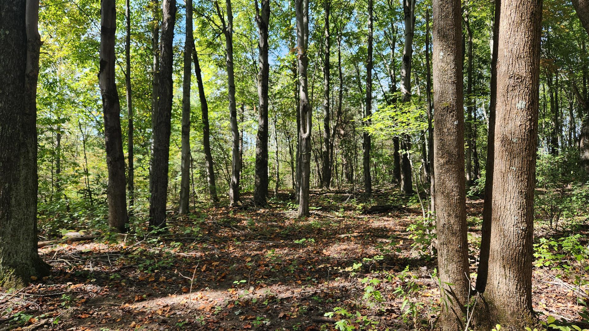 999 Poplar Ridge Road, Unit PONDS POPLAR RIDGE TRACT 15) Gallipolis, OH 45631 - Photo 18 of 34 CT-19