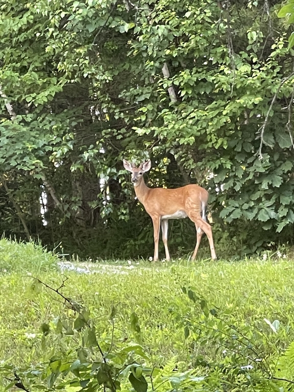 495 Winchendon Road Ashburnham, MA 01430 - Photo 40 of 40 a lawn chair and table in a garden