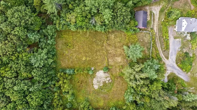 a close up of a plant in a garden