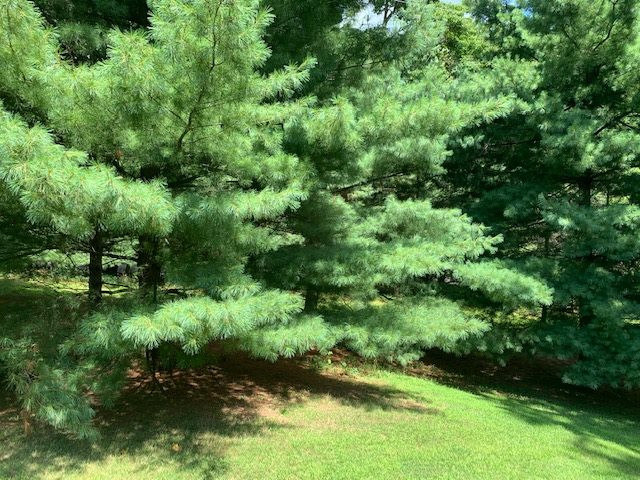 6645 East Territorial Road Munith, MI 49259 - Photo 38 of 39 Photo 38