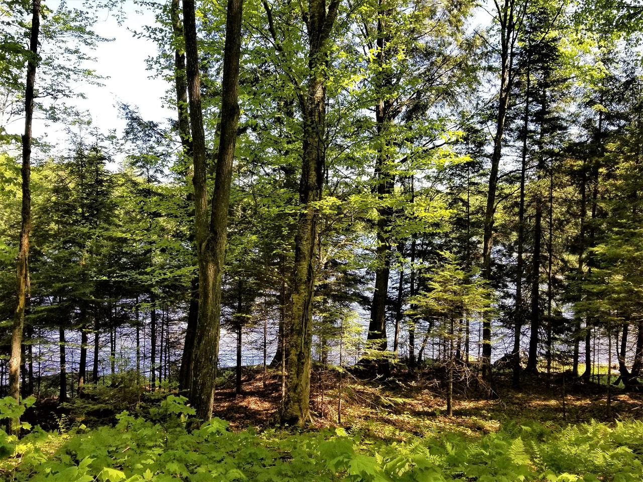 Lot 4 Pardee Lake Road Presque Isle, WI 54557 - Photo 14 of 25 Gallery Image 14