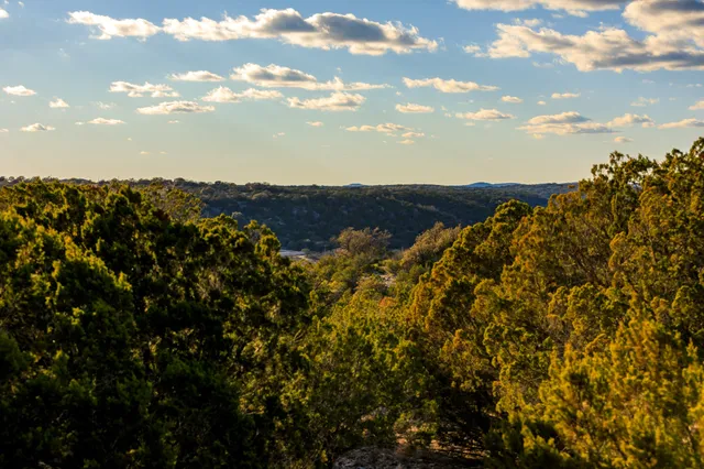 a view of a bunch of trees in a field