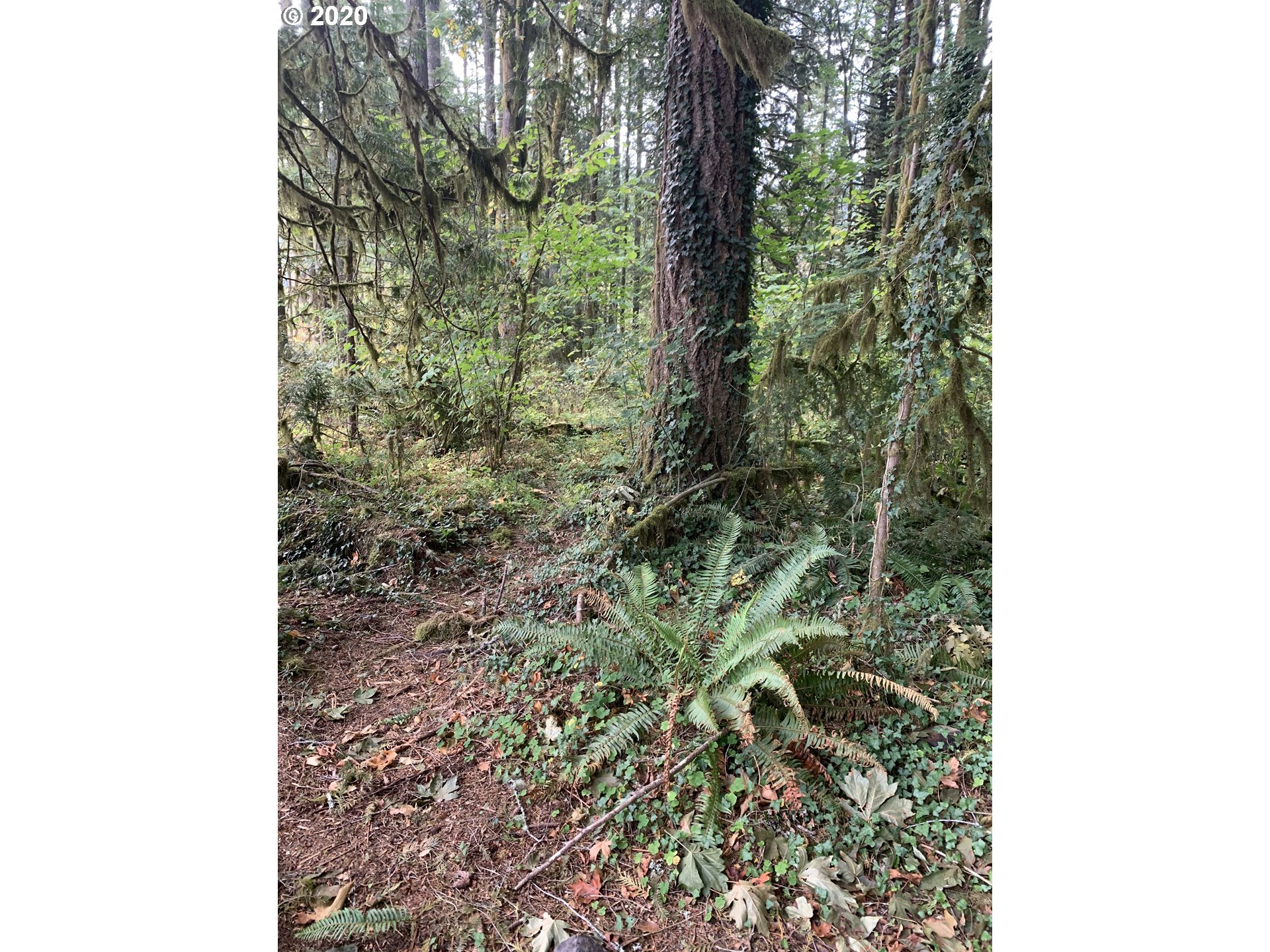 0 East Welches Road Welches, OR 97067 - Photo 6 of 9 Gallery Image 6