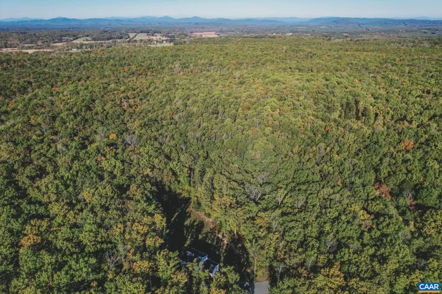 a close up of a plant in a garden