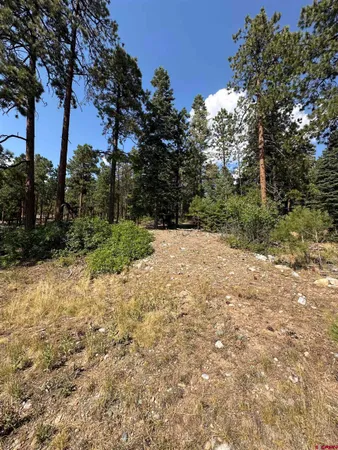 a view of a forest filled with trees