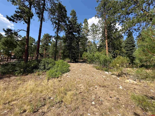 a view of a forest filled with trees