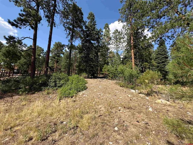 a view of a forest filled with trees