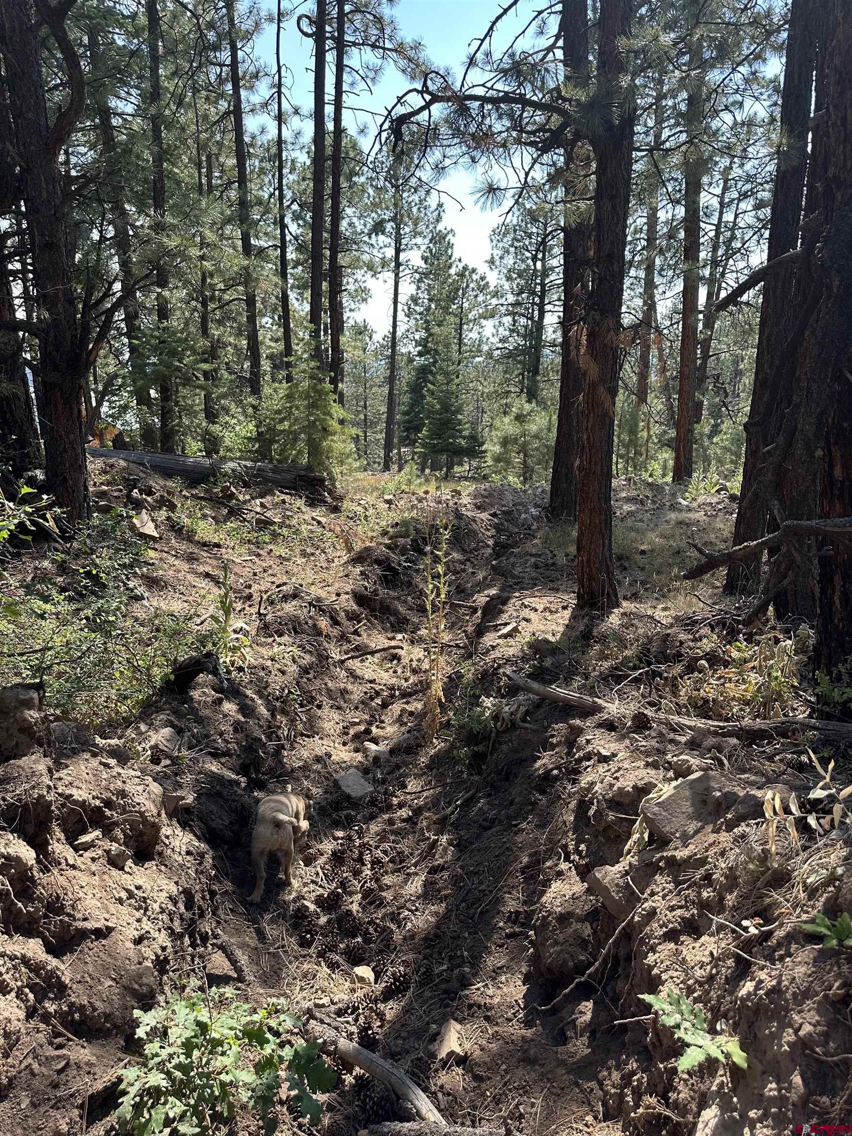 150 Pine Ridge Drive Bayfield, CO 81122 - Photo 18 of 27 a view of a forest filled with trees