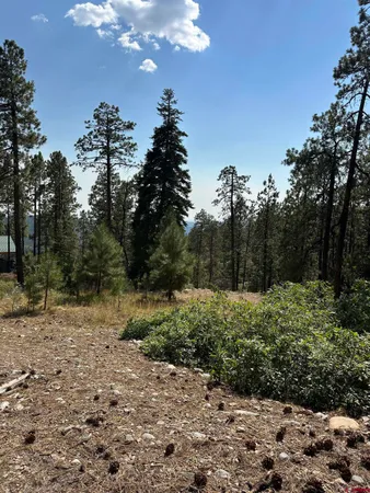 a view of a yard with a tree