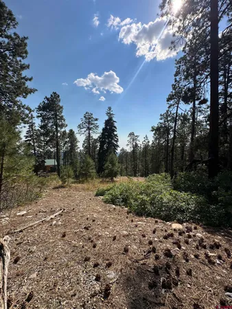 a view of outdoor space with trees all around