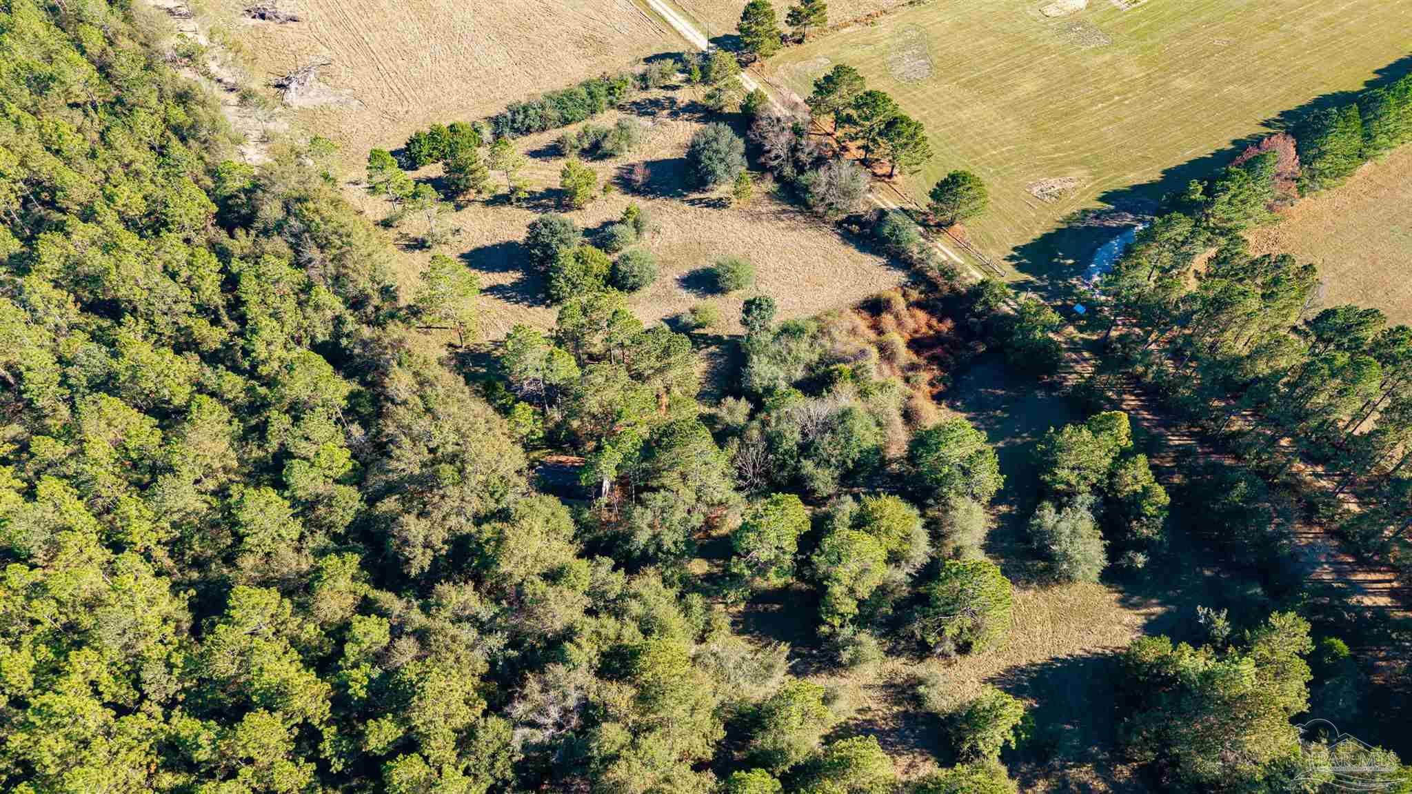1756 Jacks Branch Road Cantonment, FL 32533 - Photo 20 of 29 a view of a yard with a tree